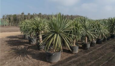 Le pôle urbain de Mazagan se dote d'une pépinière horticole d'élevage