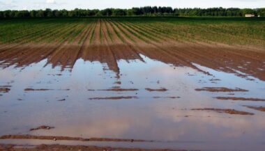 Céréales : un million d'hectares peuvent connaître un rattrapage important (ministère)