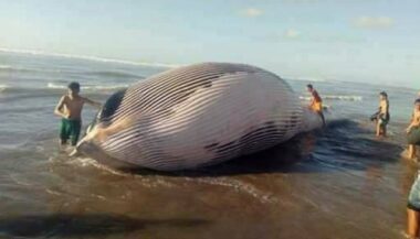 Un énorme cétacé s'échoue sur la plage de Zenata