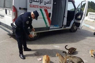 En pleine crise sanitaire, un policier à Tanger nourrit des chats errants