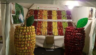 Ifrane: une production annuelle de pommes de 260.000 tonnes