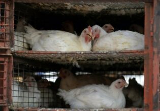 Les principaux points du décret sur la protection sanitaire des élevages de volaille