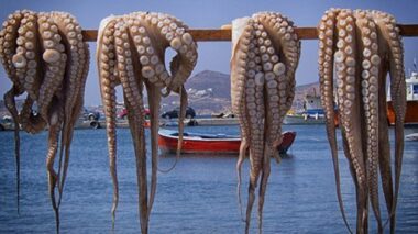 Poulpe: plus de 50.000 tonnes débarquées dans les ports en 2017
