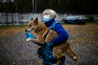 En Russie, des &ldquo;chiens-chacals&rdquo; apprennent à détecter le Covid