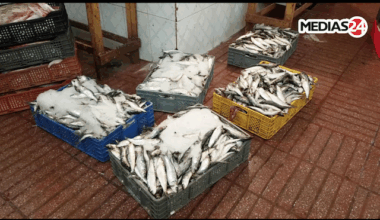 Reportage. Sardines: Comment la désorganisation du circuit de vente au détail fait flamber les prix