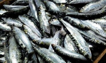 La pêche à la sardine devrait être interdite en 2019 au Portugal et en Espagne