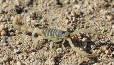 51 décès dus aux piqûres de scorpions au Maroc en 2017