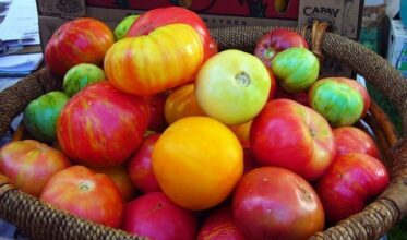 Petits producteurs et grands chefs s’unissent pour valoriser les produits du terroir