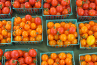 Lecture de la cherté de la tomate par &ldquo;Maan&rdquo;
