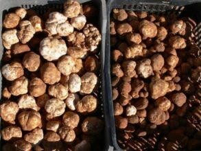 Bientôt un label pour la truffe marocaine