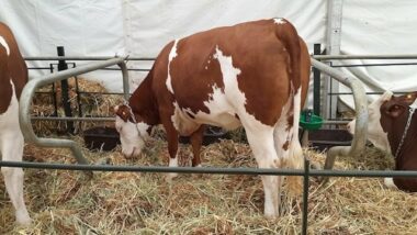 Un projet pilote d’élevage laitier durable dans la région de Tadla-Azilal