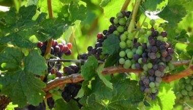 Viticulture: un chiffre d'affaires annuel de 250 MDH dans l'Oriental