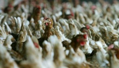 Le Maroc veut aider le Ghana à produire de la volaille localement