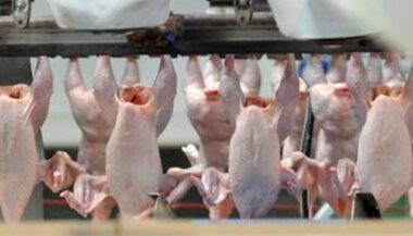 Le Maroc autorise l'importation de la viande de volaille américaine
