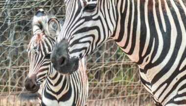 Naissance d’un zébreau au Jardin zoologique de Rabat