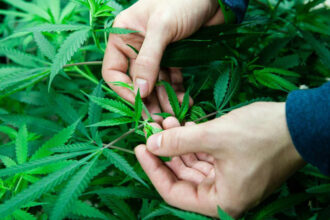 Cannabis légal : toutes les demandes d’autorisation ont été approuvées