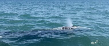 Une baleine grise, égarée en Méditerranée, escortée par des sauveteurs vers l'Espagne