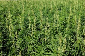 Usage légal du cannabis: le projet de loi adopté en commission en deuxième lecture