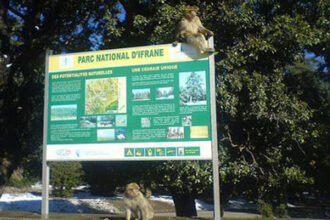 Biodiversité: réintroduction de deux espèces disparues dans le parc national d’Ifrane