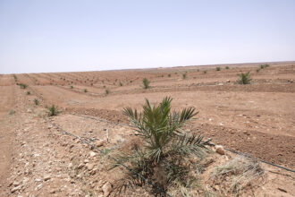 Errachidia: Développement hydro-agricole de 15.000 ha de palmiers dattiers en faveur de la classe moyenne rurale