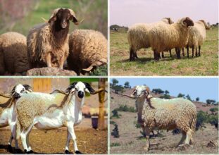 Aïd Al Adha: le mouton est gras, la facture risque d’être salée !