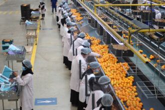 Agrumes: les Domaines Zniber se lancent dans l'agrégation agricole