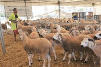 Aïd al-Adha : 300.000 têtes éligibles à la prime sur l’importation des ovins