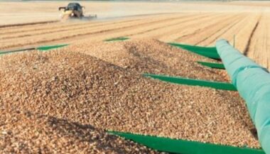 Stock stratégique en blé tendre : &ldquo;Le timing est opportun&rdquo; (FNM)