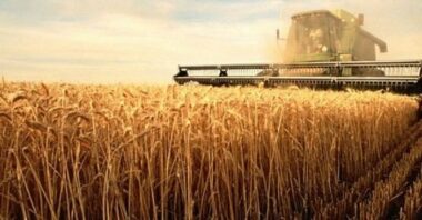 Agriculture : la campagne céréalière est-elle compromise ?