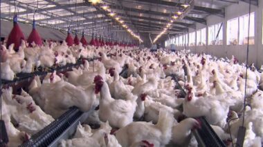 Le Maroc n’exporte pas de produits avicoles vers la Chine, rappelle la FISA face aux rumeurs