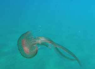 La recrudescence des méduses, un phénomène naturel mais de plus en plus fréquent