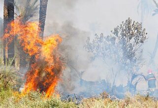 780 ha de forêt ravagés par les flammes à Maghraoua, l'incendie maîtrisé à 75% (province de Taza)