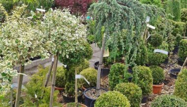 L’ONSSA adopte la certification électronique des produits végétaux exportés vers l’UE