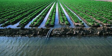 L’IAV Hassan II et l’UM6P lancent un hackaton axé sur l’agriculture