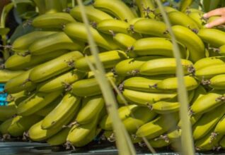 Bananes importées : l'ONSSA rassure