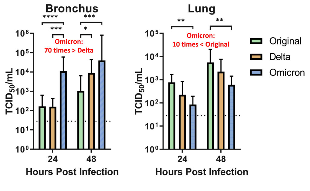 Omicron se multiplie 70 fois plus vite dans les bronches, mais avec une infection moins grave (étude)