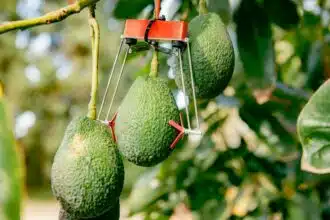 Round up. La filière de l’avocatier en pleine croissance