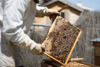 1.250 ruches peuplées au profit des agriculteurs touchés par les feux de forêt