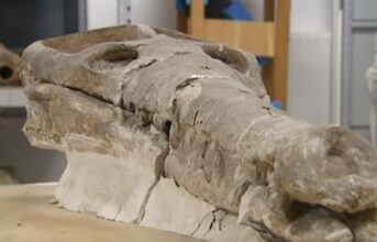 Les États-Unis restituent au Royaume un fossile de crâne de crocodile marocain