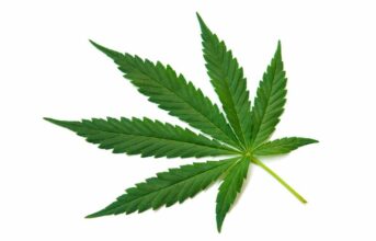Usage légal du cannabis : un décret décisif adopté lors du Conseil de gouvernement