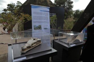 Le crâne fossile de crocodile restitué au Maroc par les USA exposé au zoo de Rabat