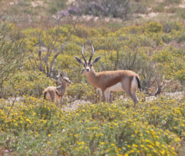 Gazelle de l’Atlas :  le désert pour dernier sanctuaire