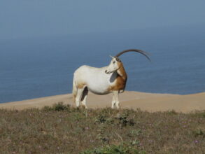 Aires protégées du Maroc. La nature en partage