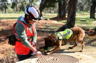Des chiens renifleurs pour détecter les fuites d’eau potable