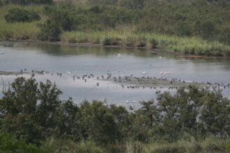 Parc national de Souss-Massa : ultime royaume de l’ibis chauve et autres espèces menacées