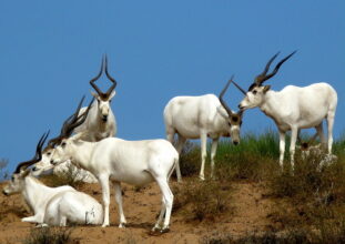 Comment le Maroc protège ses ongulés sauvages menacés d'extinction