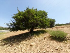Art’gan Days : célébration d’un arbre aux multiples vertus