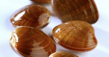 Comment l’INRH surveille la salubrité des huîtres et coquillages