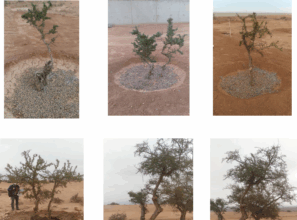 Réussite d'une expérience de transplantation d'arganiers adultes à Souss-Massa