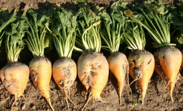 Campagne agricole 2024-2025. Augmentation significative des superficies de cultures sucrières